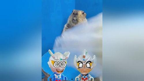 土拨鼠表演吃瓜