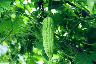 吃瓜吊带每日吃瓜,跟随“吃瓜吊带”探索娱乐圈新鲜事