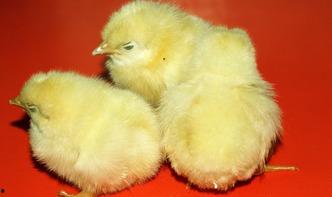 带你吃瓜毛绒小鸡配方,萌趣手工DIY教程