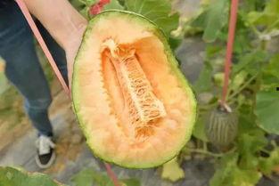 吃瓜只吃哈密瓜是啥意思,揭秘“吃瓜只吃哈密瓜”的流行现象