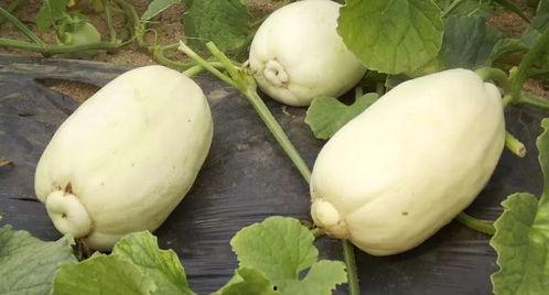 潍坊吃瓜事件过程