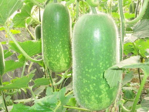 吃瓜的蒋蒋,揭秘娱乐圈幕后故事