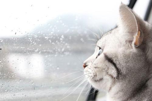 微密猫 作品 吃瓜